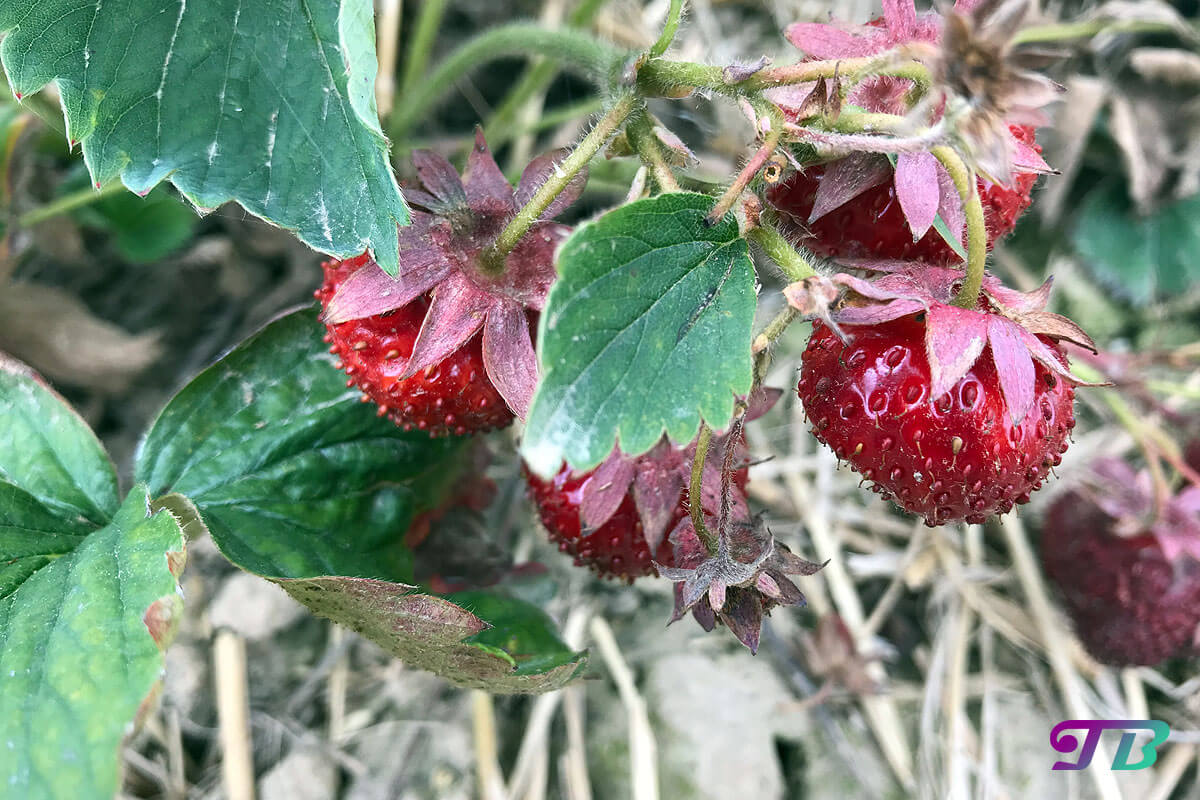 Erdbeerfeld Erdbeeren Sammelnussfrucht
